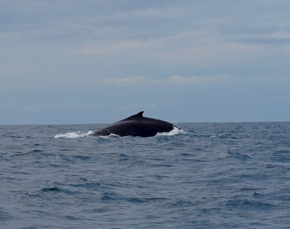 Whale Watching at Bundegi Reef, Exmouth, WA - Red Earth Journey